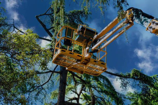 Large Tree Removal in Vandenberg Village, CA